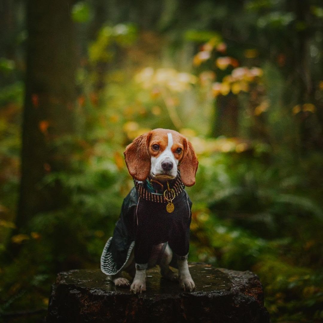 Are Pocket Beagles Hypoallergenic? 18 Proven Methods to Combat Dog