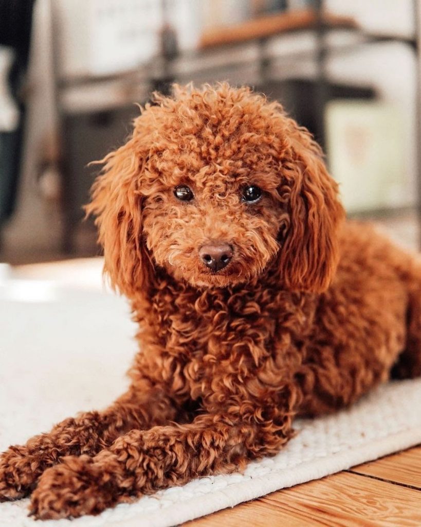 What Do Toy Poodles Look Like When Fully Grown? Plus 10 Common Haircuts