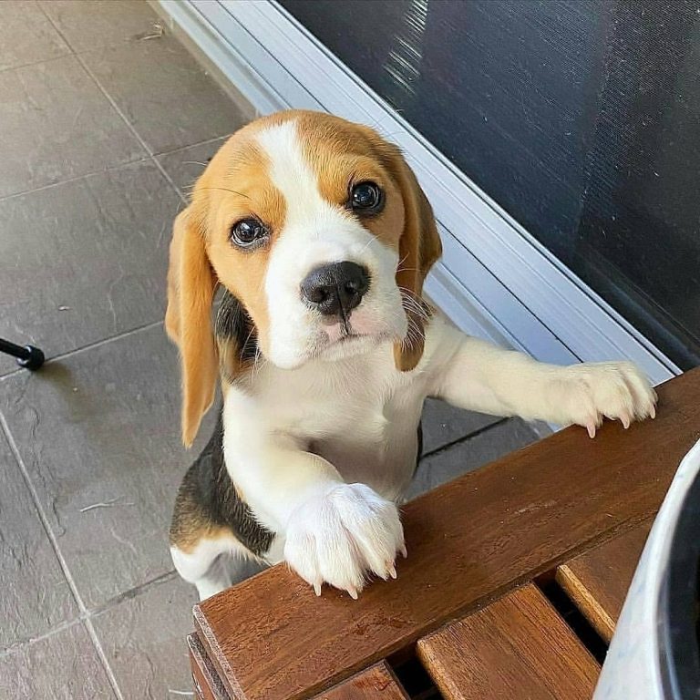 How Big Does a Pocket Beagle Get? 3 Factors That Impact His Growth