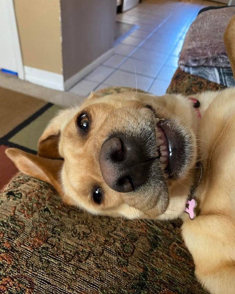 What Are Guillotine Clippers? How to Cut Dog Nails Using a Guillotine