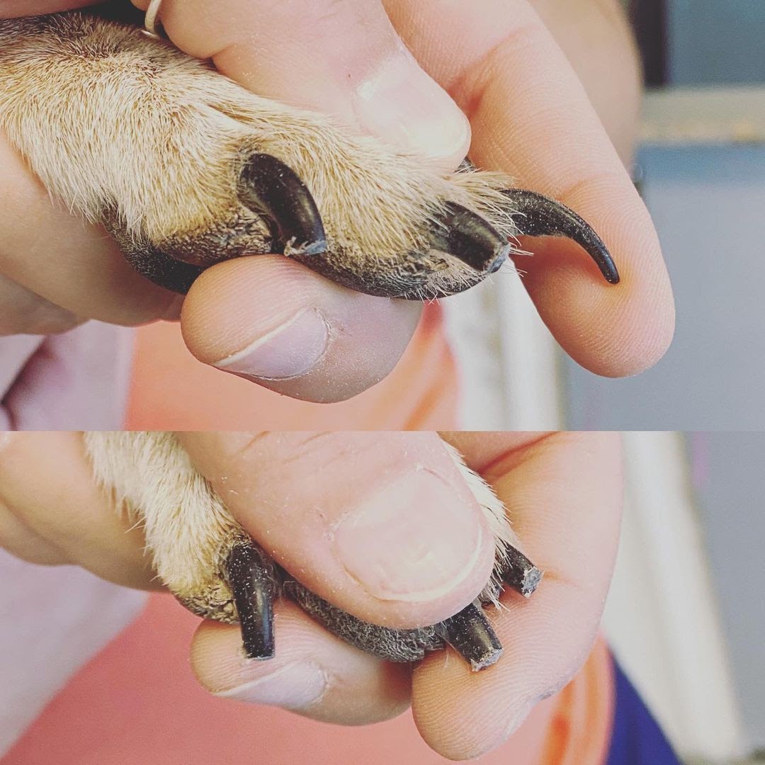 How To Use Guillotine Nail Clippers For Dogs at Pamala Moss blog