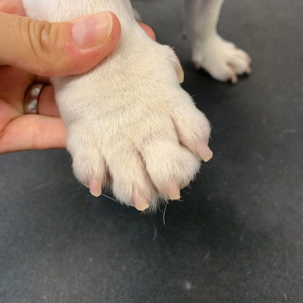 What Are Guillotine Clippers? How to Cut Dog Nails Using a Guillotine