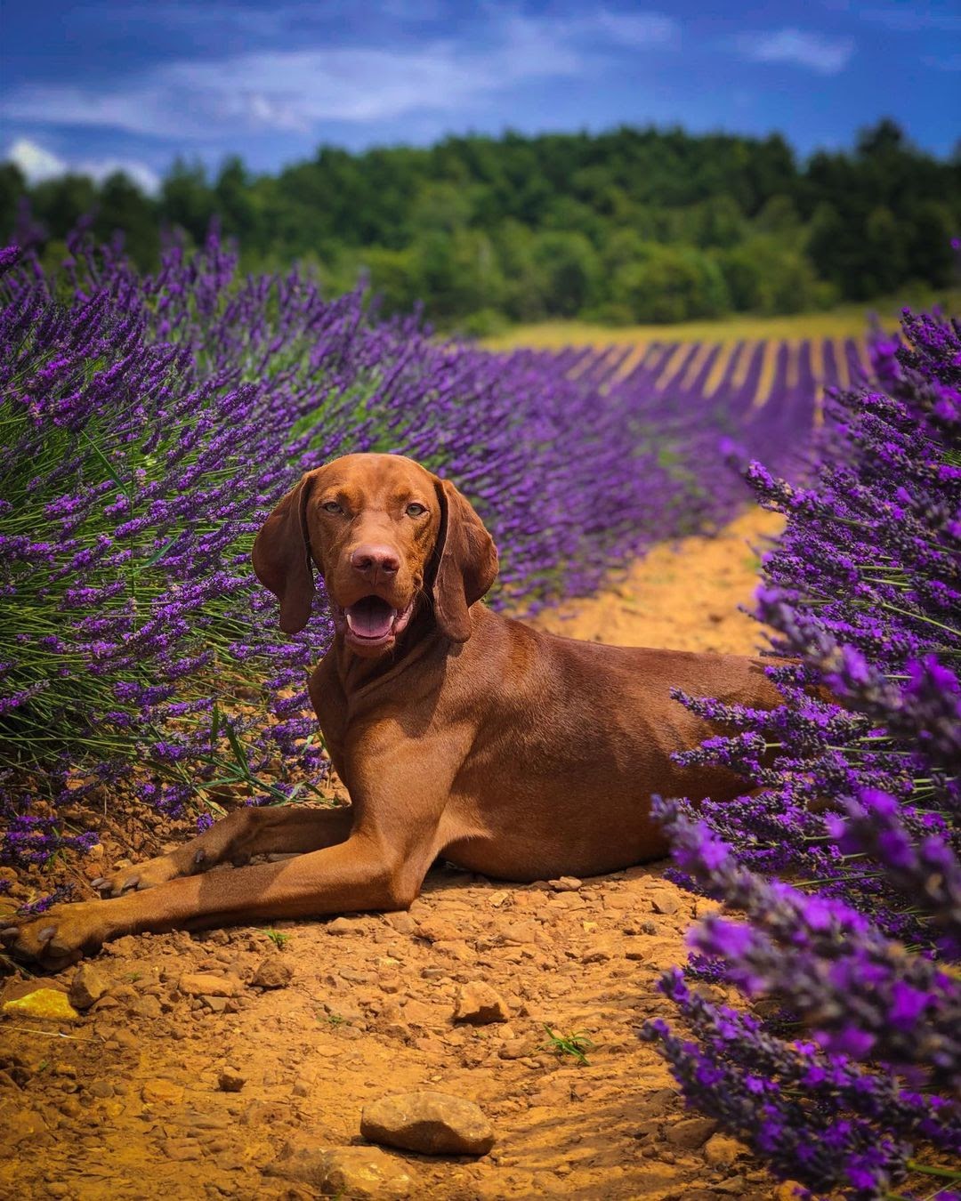 30 Most Versatile Dog Breeds PawCited