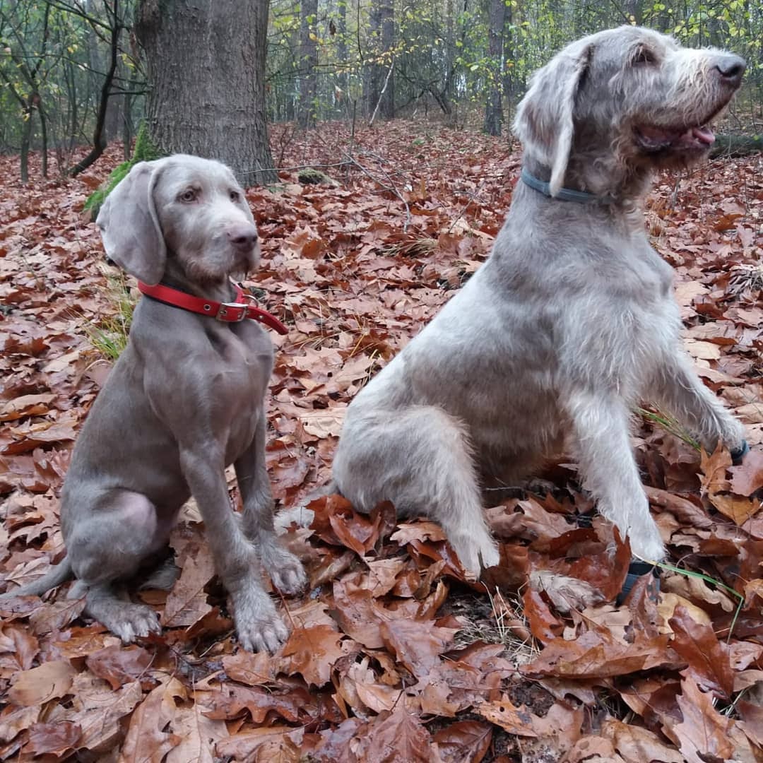 30 Most Versatile Dog Breeds PawCited