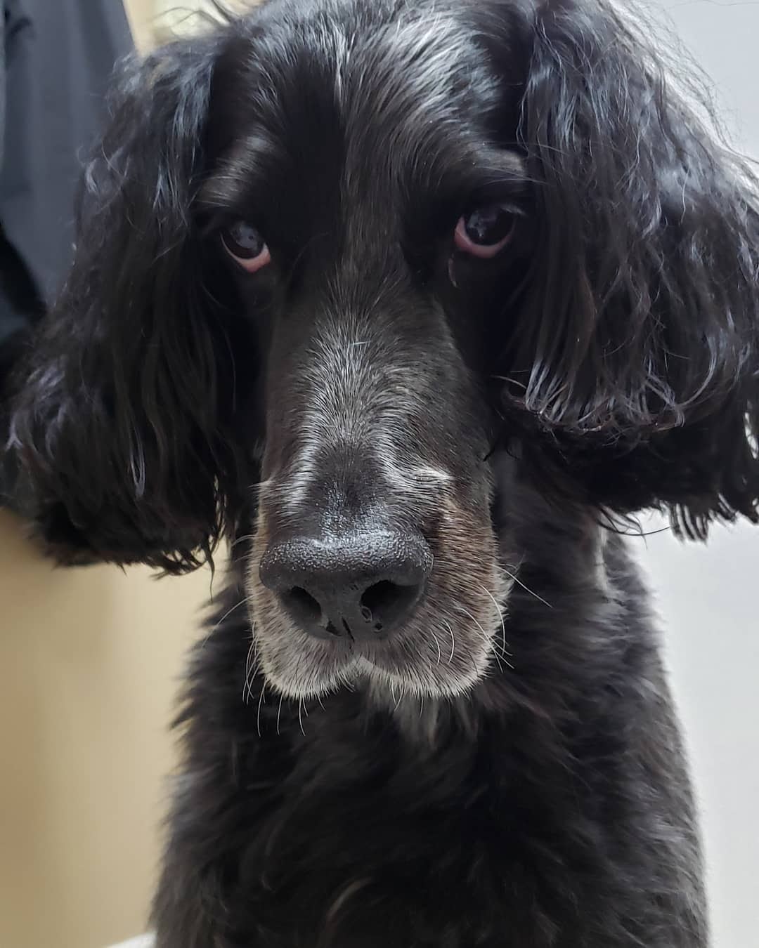 30 Most Versatile Dog Breeds PawCited