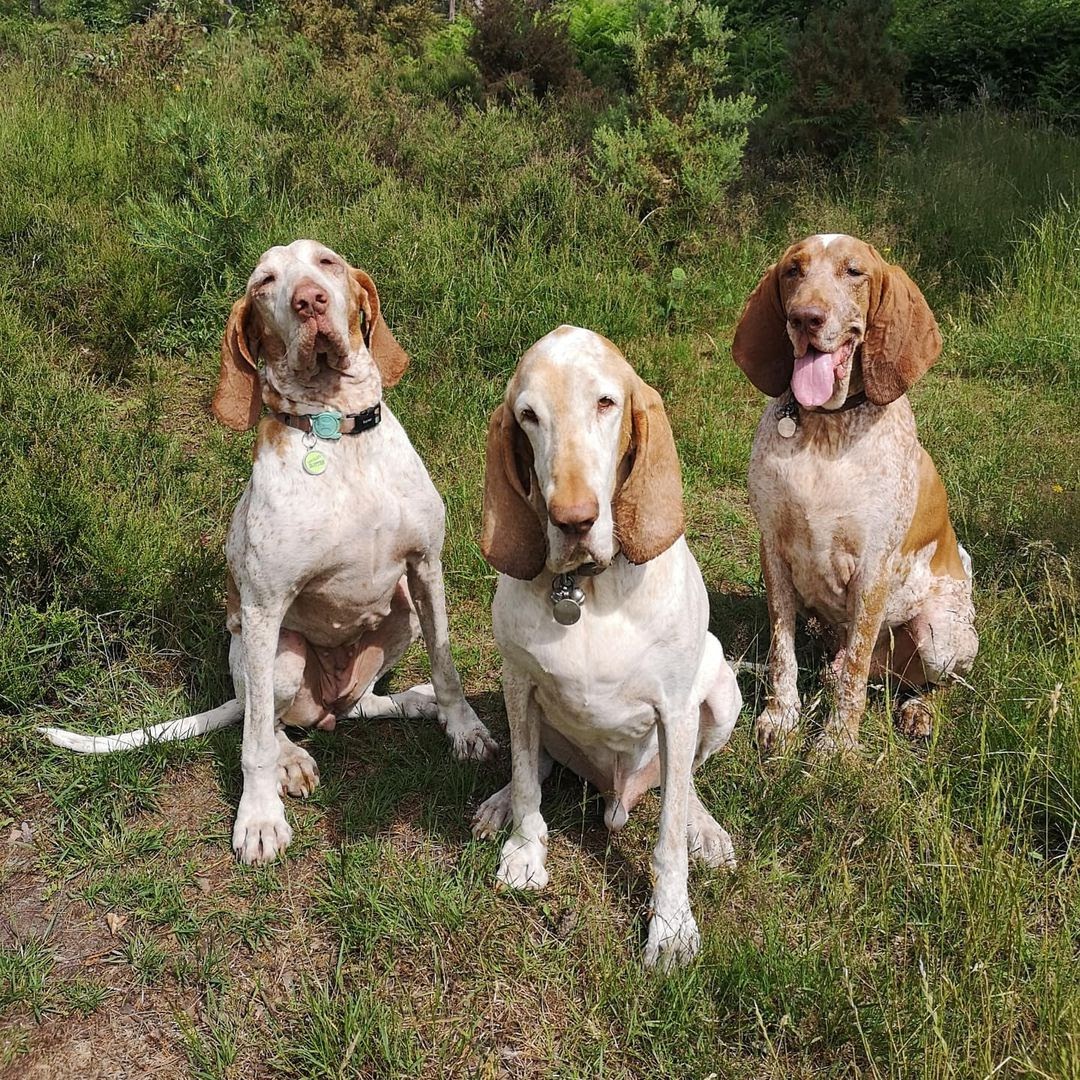 30 Most Versatile Dog Breeds PawCited