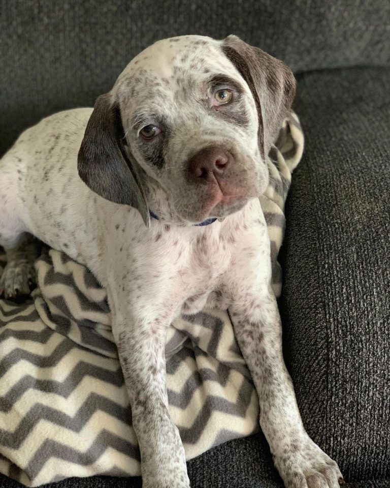 30 Most Versatile Dog Breeds PawCited