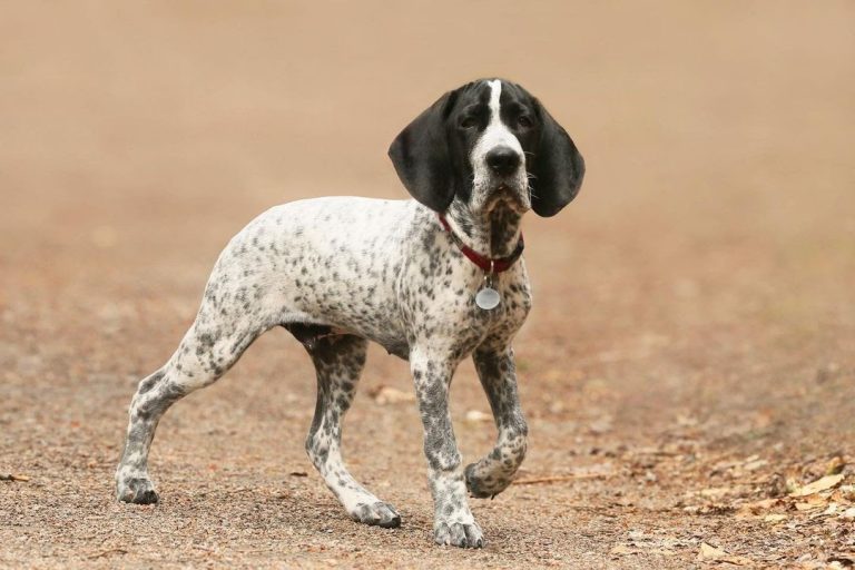 30 Most Versatile Dog Breeds PawCited