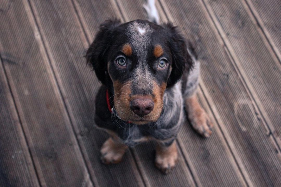 30 Most Versatile Dog Breeds PawCited