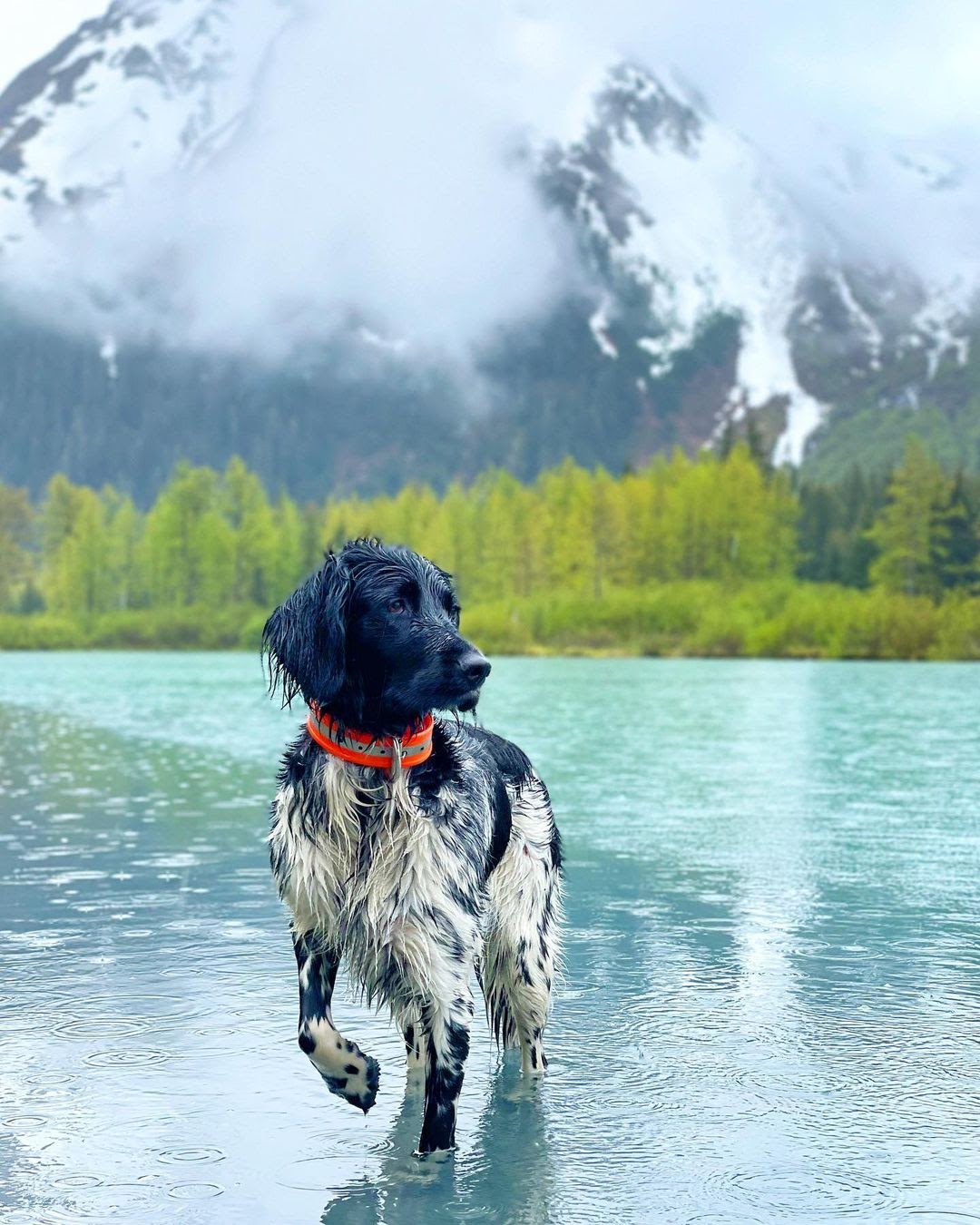 30 Most Versatile Dog Breeds PawCited