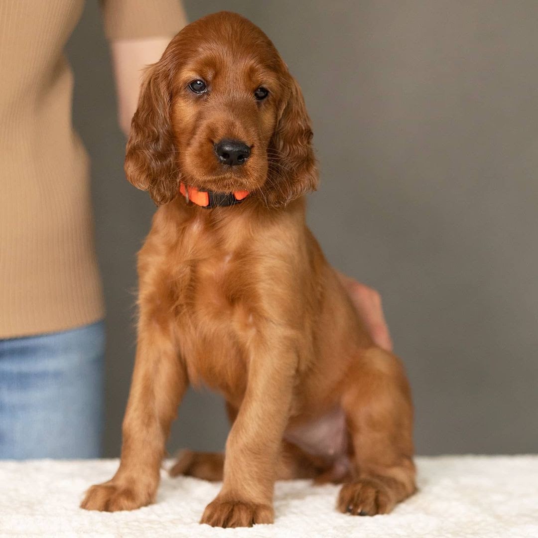 30 Most Versatile Dog Breeds PawCited