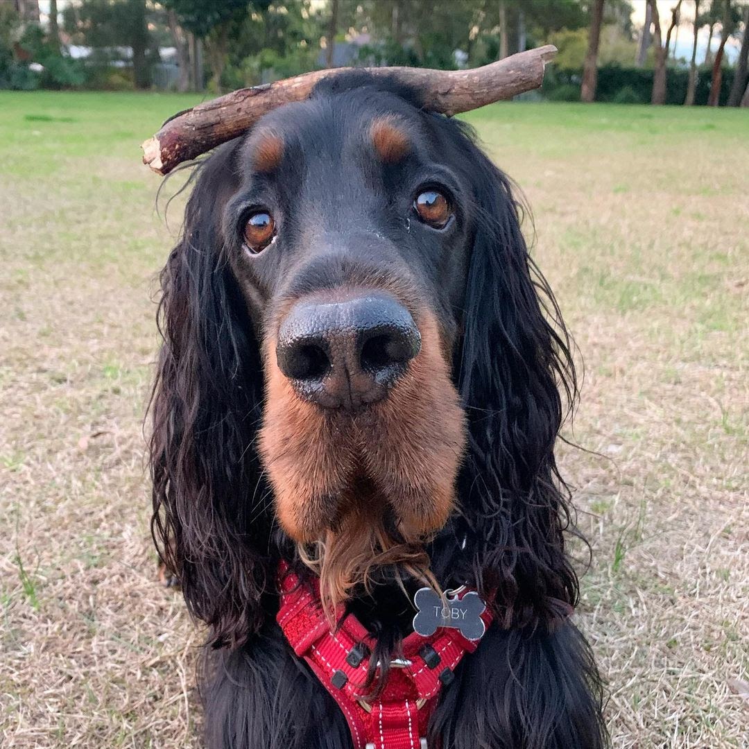 30 Most Versatile Dog Breeds PawCited