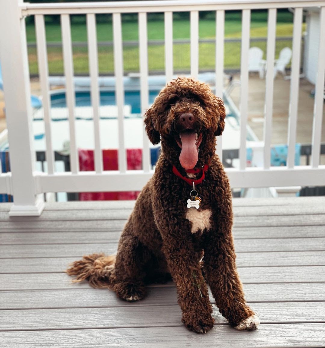 Portuguese Water Dog vs Poodle Determining the Better Water Retriever