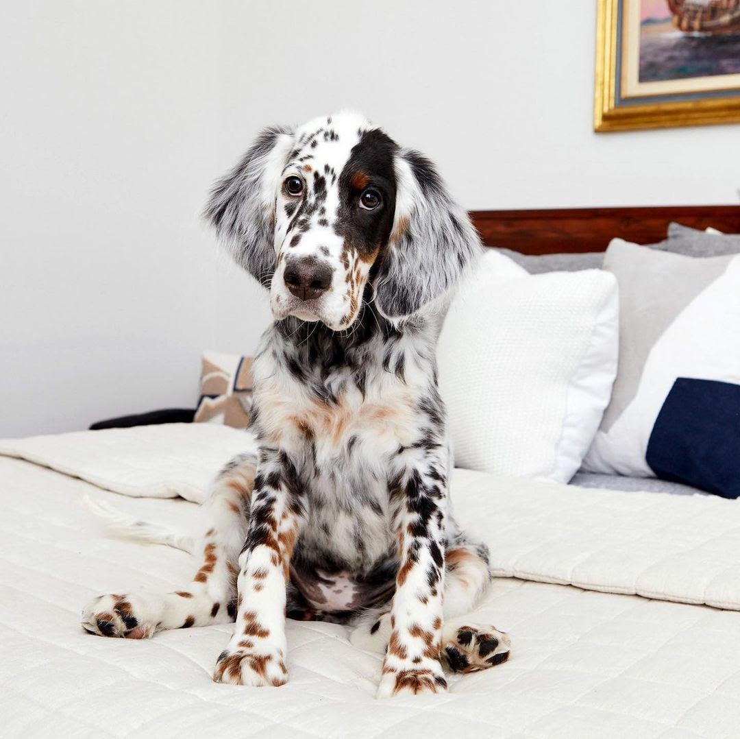 30 Most Versatile Dog Breeds PawCited