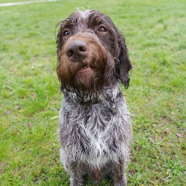 30 Most Versatile Dog Breeds PawCited