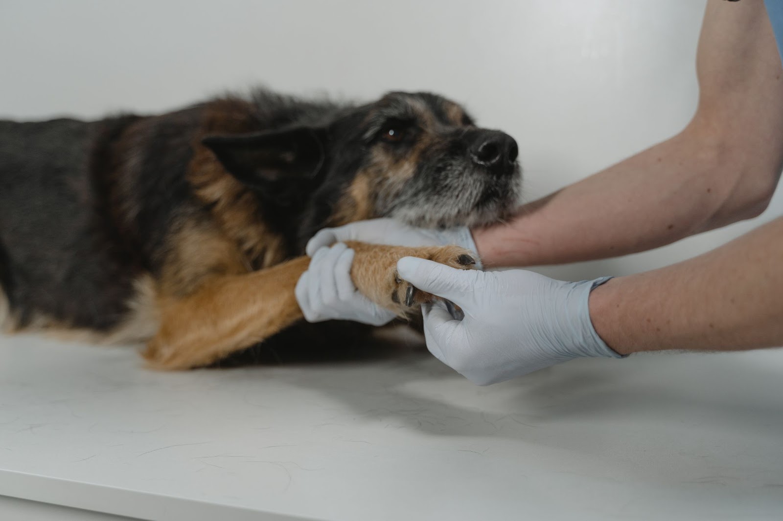 Can You Use a Human Thermometer on a Dog? 5 Steps To Take