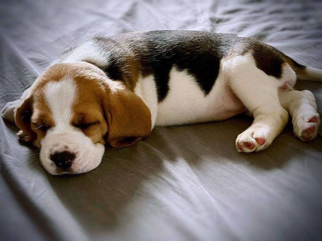 How to Make a Beagle Puppy to Sleep at Night? What to Do When My Beagle