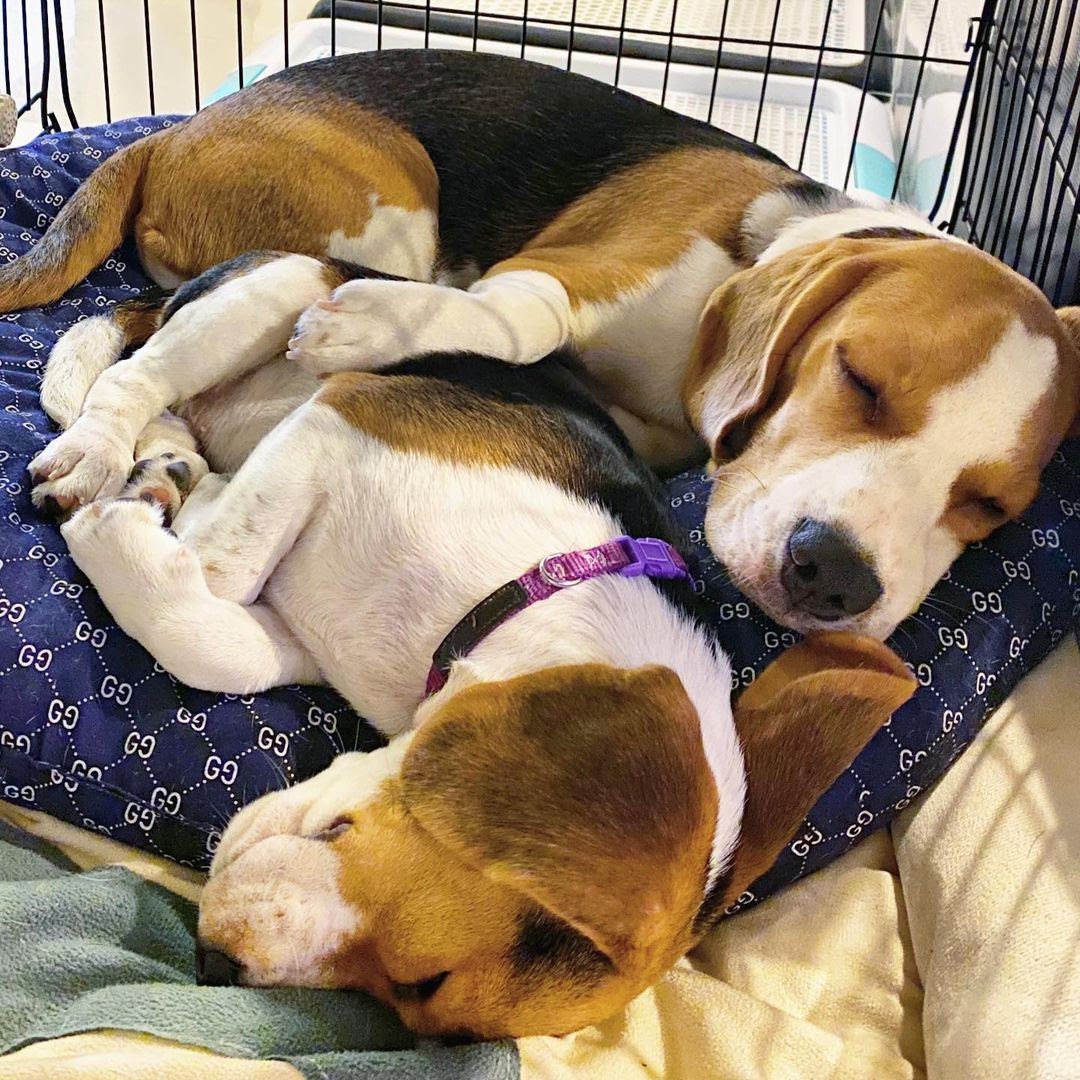 How to Make a Beagle Puppy to Sleep at Night? What to Do When My Beagle