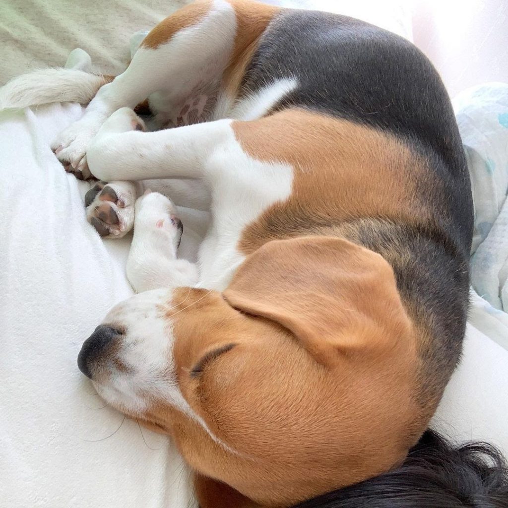 How to Make a Beagle Puppy to Sleep at Night? What to Do When My Beagle