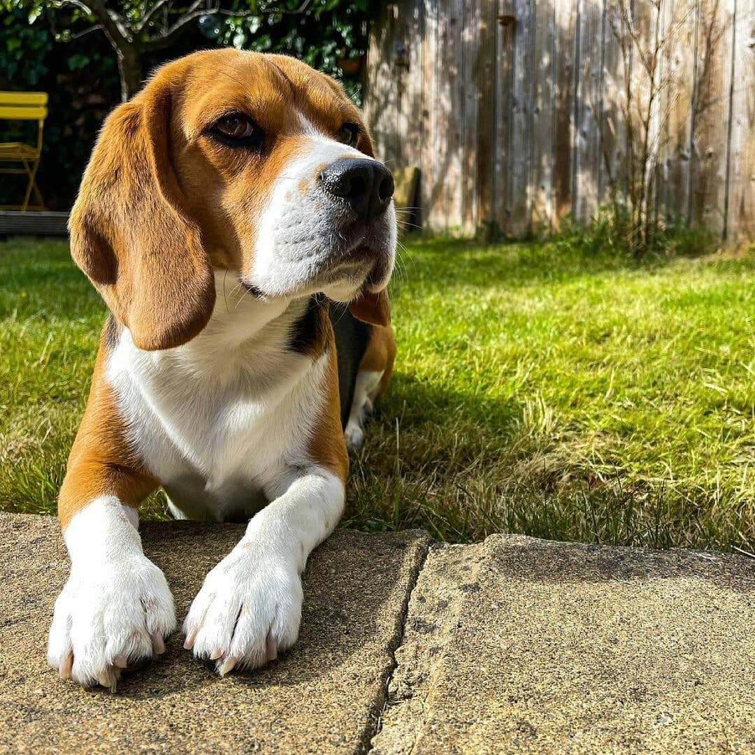 Can a Beagle Be a Service Dog? 5 Traits That Your Beagle Can Be a