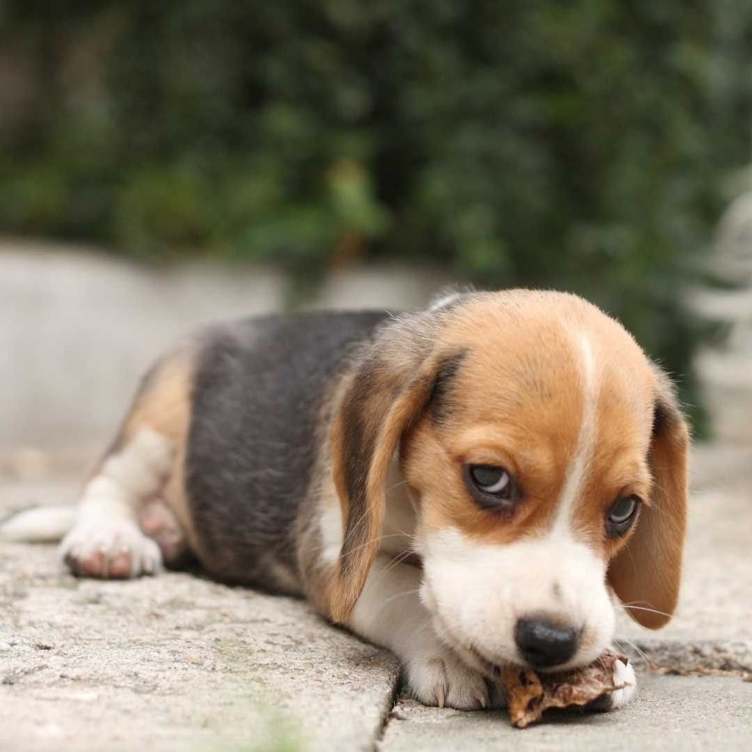 Why Does My Beagle Sleep So Much? Learn to Minimize Beagle Sleeping Habits.
