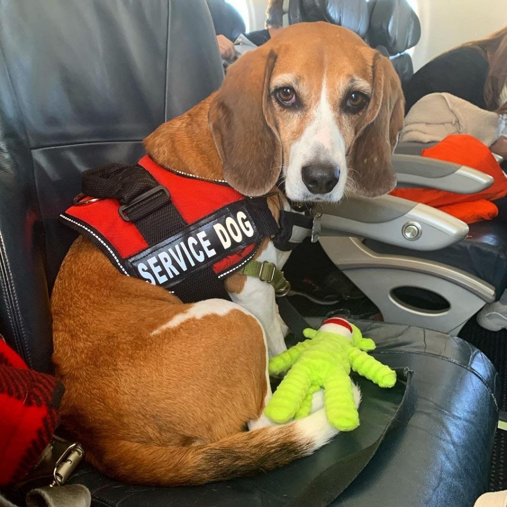 Can a Beagle Be a Service Dog? 5 Traits That Your Beagle Can Be a
