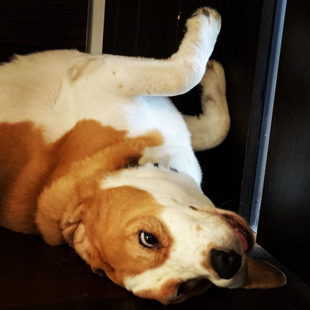 Why Does My Beagle Sleep So Much? Learn to Minimize Beagle Sleeping Habits.