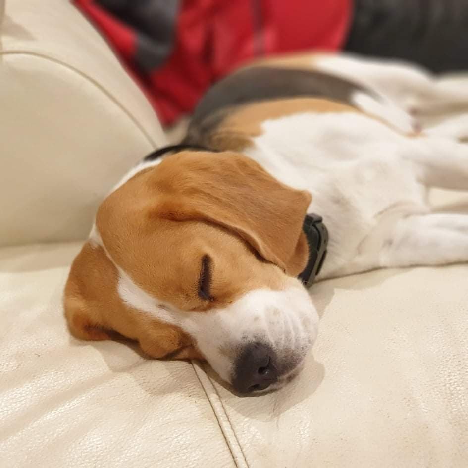 Why Does My Beagle Sleep So Much? Learn to Minimize Beagle Sleeping Habits.