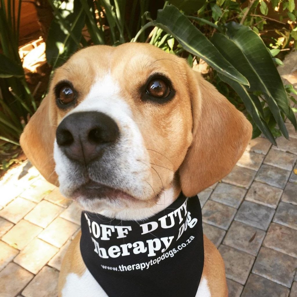 Can a Beagle Be a Service Dog? 5 Traits That Your Beagle Can Be a