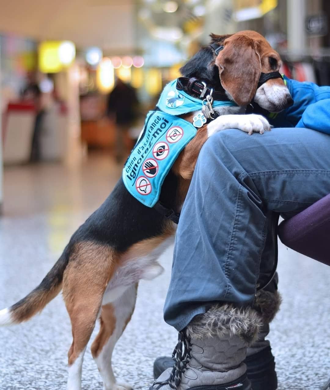 Can a Beagle Be a Service Dog? 5 Traits That Your Beagle Can Be a