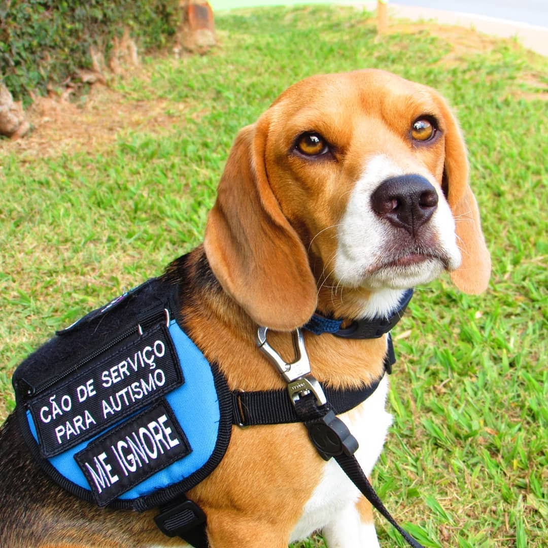 Can a Beagle Be a Service Dog? 5 Traits That Your Beagle Can Be a