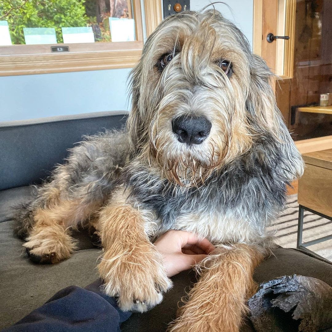 Otterhound 101 The Essential Guide PawCited