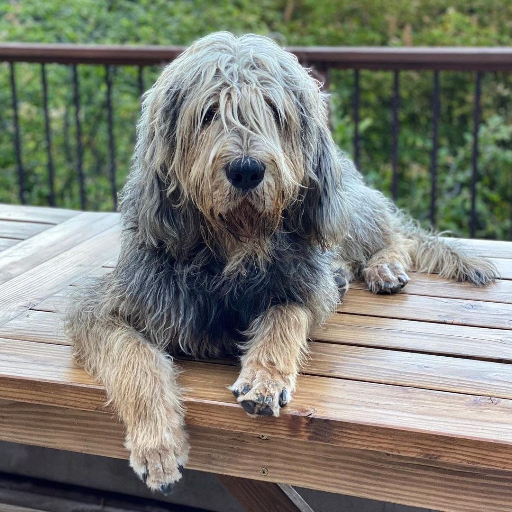 Otterhound 101 The Essential Guide PawCited