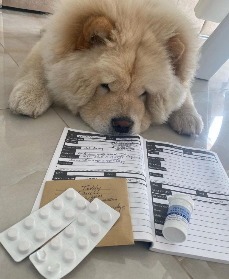 How to Keep a Dog Out of a Litter Box? 10 Proven Ways to Keep Dog From