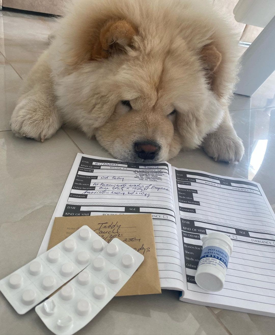 How to Keep a Dog Out of a Litter Box? 10 Proven Ways to Keep Dog From