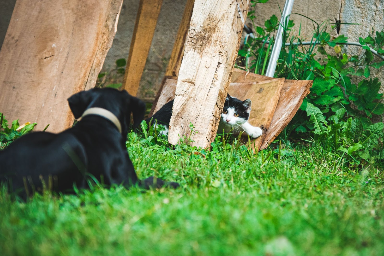 How to Keep a Dog Out of a Litter Box? 10 Proven Ways to Keep Dog From