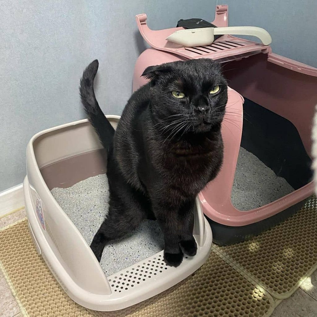 How to Keep a Dog Out of a Litter Box? 10 Proven Ways to Keep Dog From