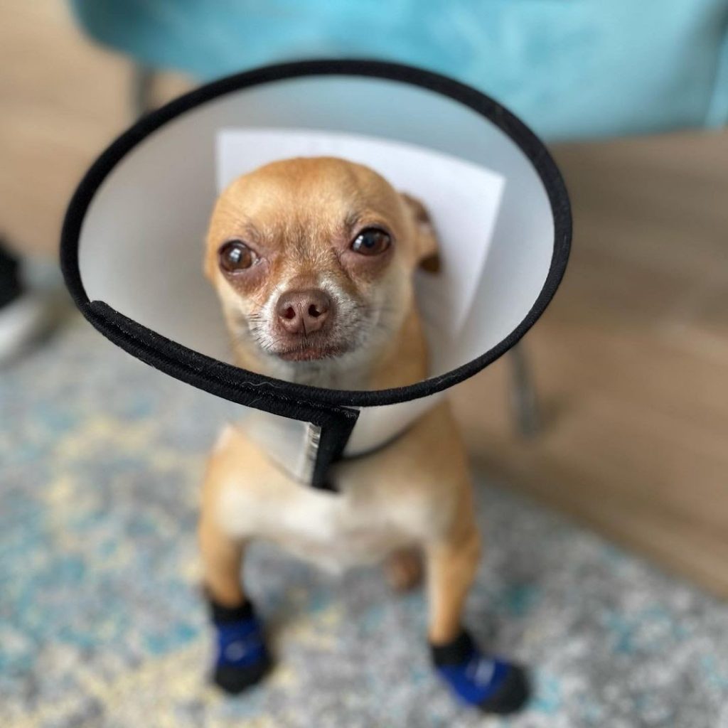 5 Dog Cone Alternatives That Makes Your Dog Comfortable PawCited