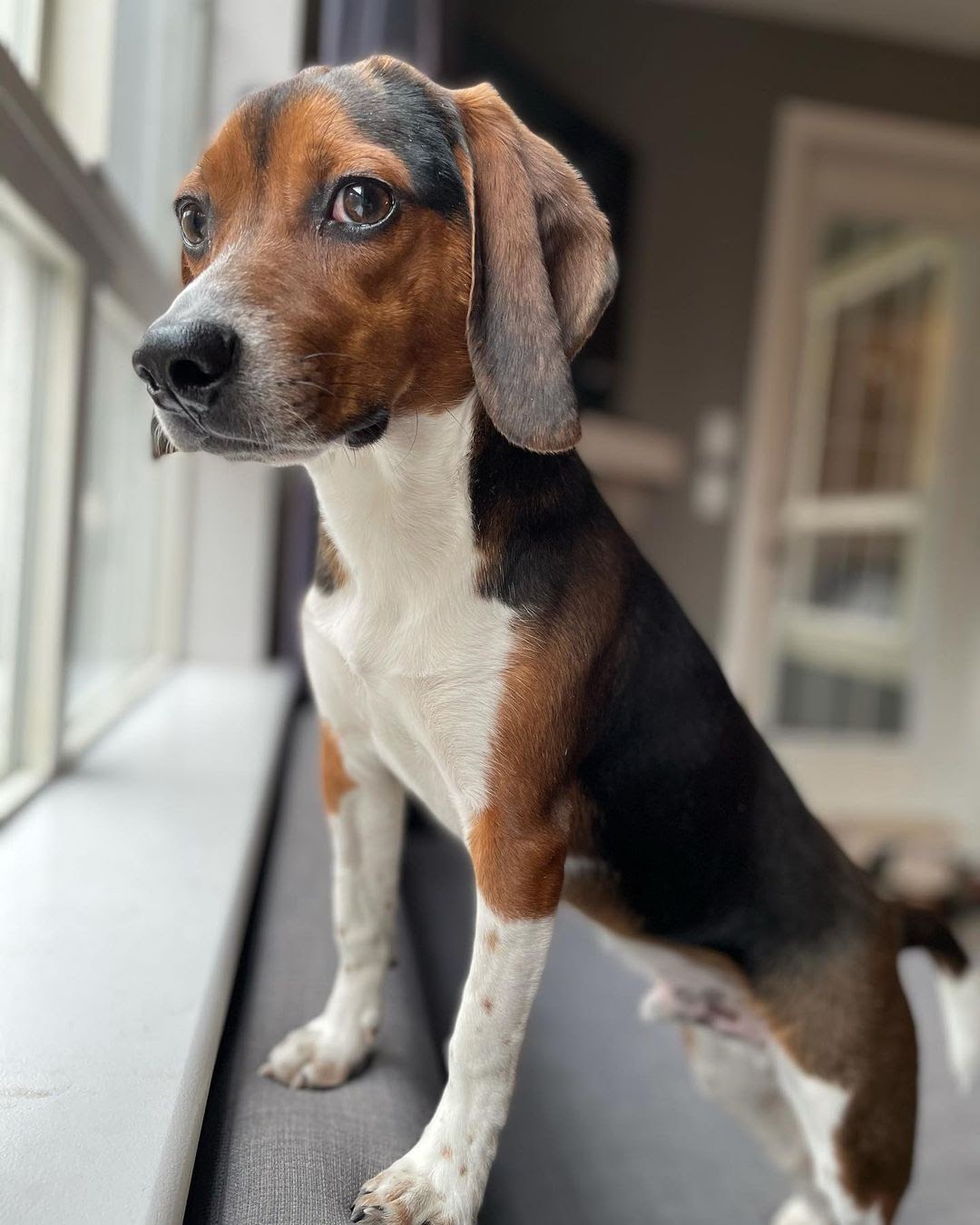 How Big Does a Pocket Beagle Get? 3 Factors That Impact His Growth