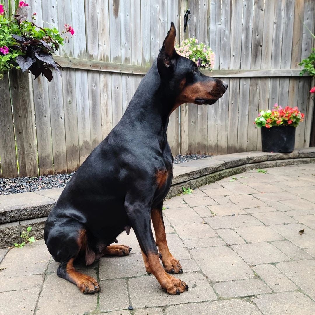 10 Best Dog For Home Defense PawCited