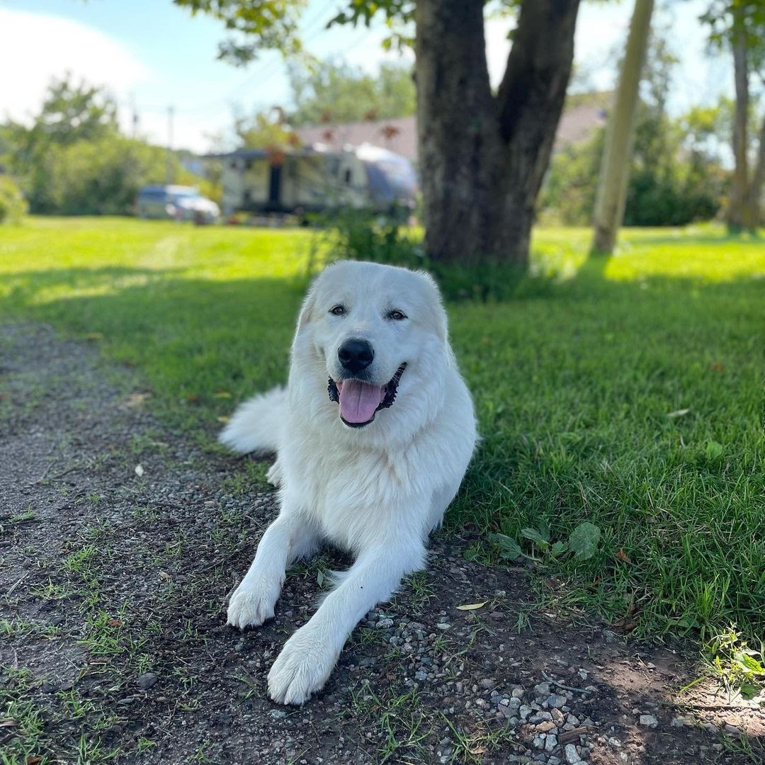 10 Best Dog For Home Defense PawCited