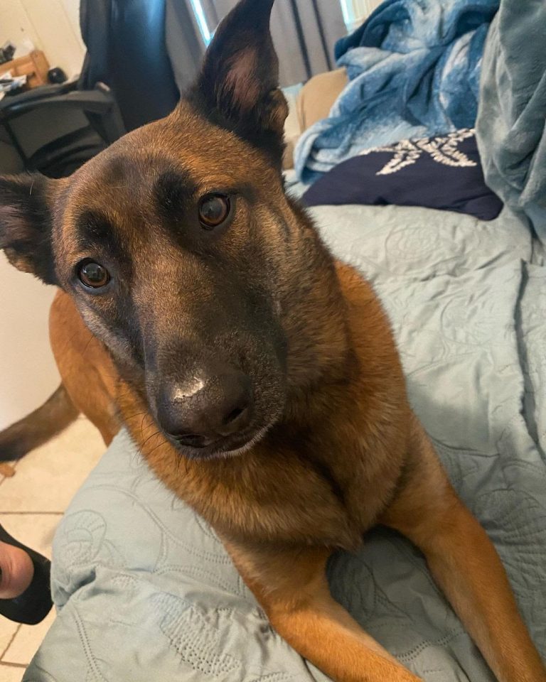 10 Best Dog For Home Defense PawCited