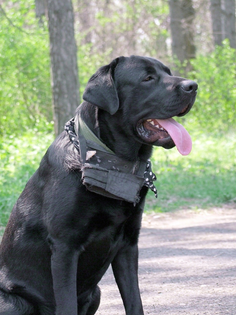 10 Best Dog For Home Defense PawCited