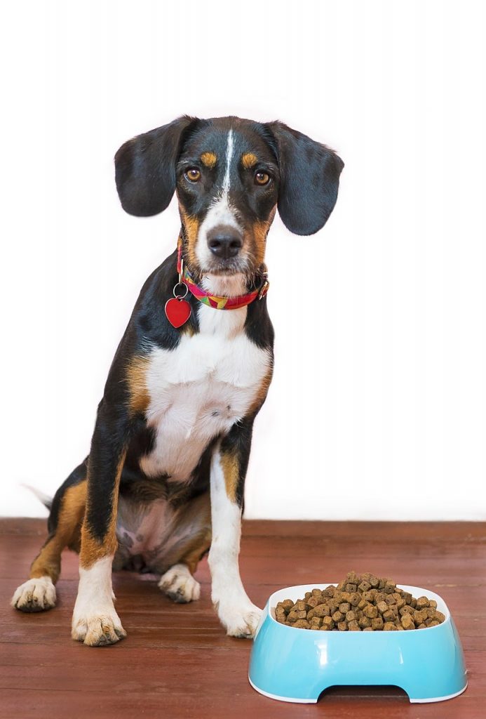 How Long Dog Food Last? How To Store Dry Dog Food Long Term PawCited