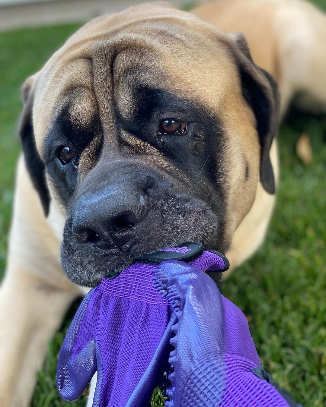 Are English Mastiffs Aggressive? Learn How to Cope With Mastiff
