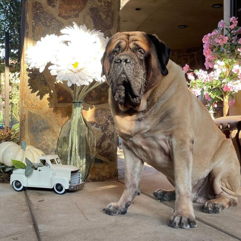 English Mastiff vs Wolf Who Has the Upper Hand? PawCited