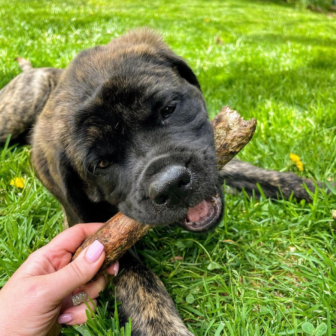 Are English Mastiffs Aggressive? Learn How to Cope With Mastiff