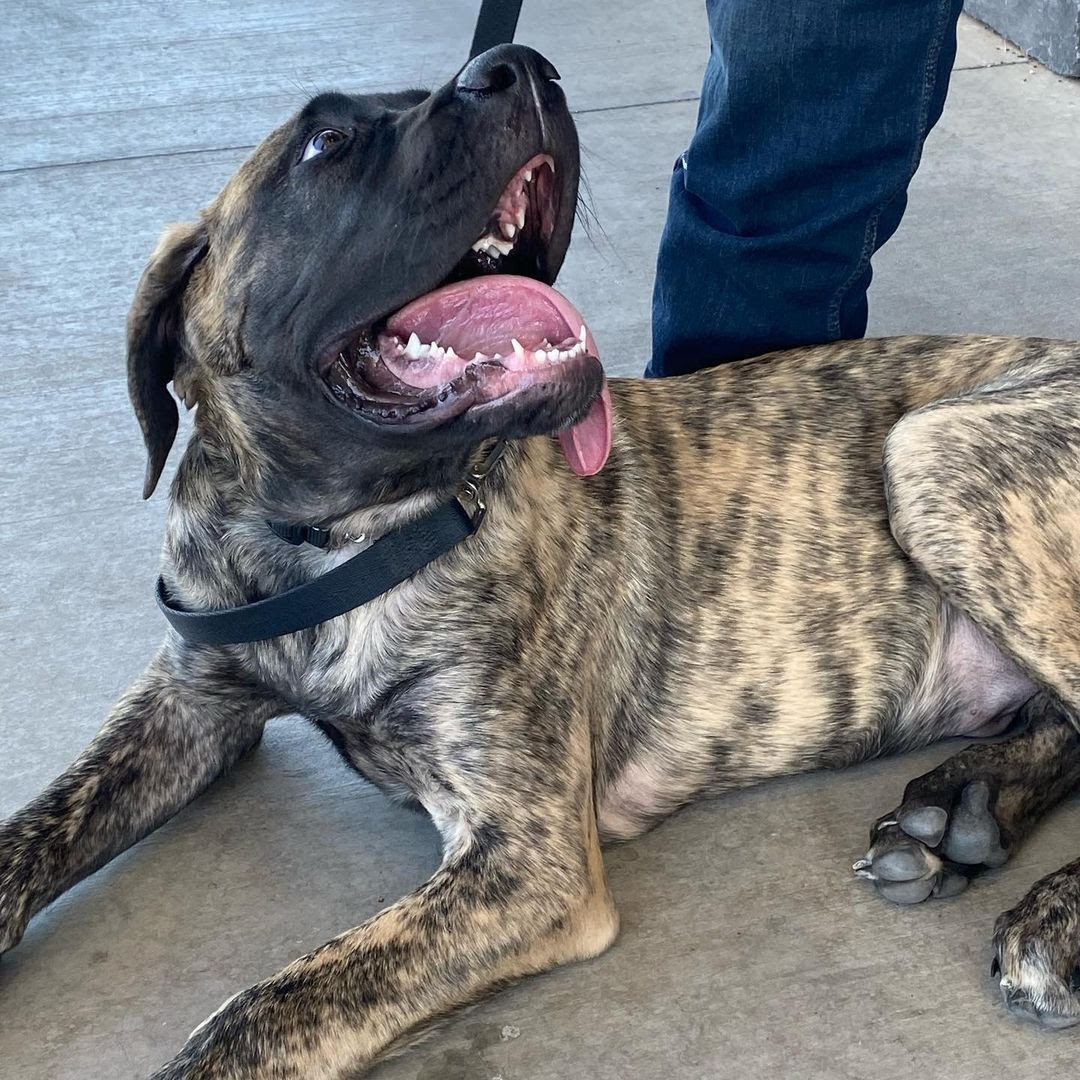 Are English Mastiffs Aggressive? Learn How to Cope With Mastiff