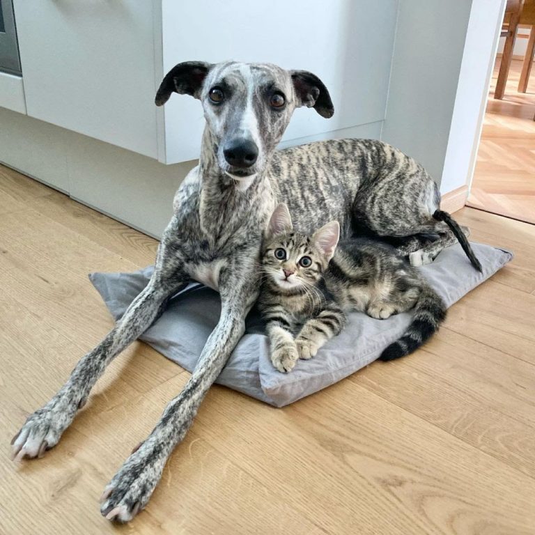 8 Tips on How to Get a Cat to Like a Dog