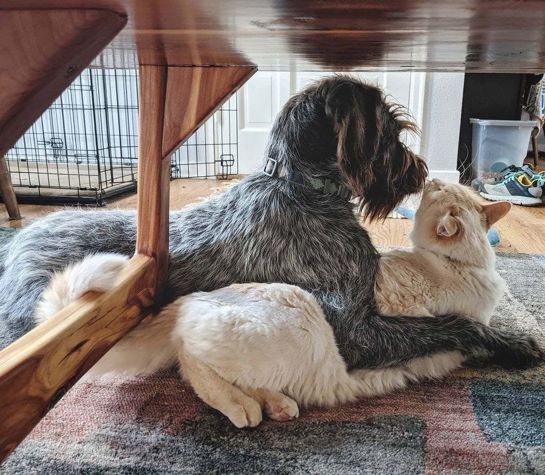 8 Tips on How to Get a Cat to Like a Dog